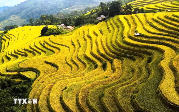 Sắc vàng dệt thu trên những thửa ruộng tại Tuyên Quang