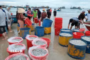 Ngư dân Đà Nẵng trúng đậm chuyến biển trong dịp nghỉ lễ Quốc khánh 2/9. (Ảnh: Đỗ Trưởng/TTXVN)