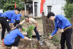 Thanh niên tình nguyện trồng cây phủ xanh không gian. (Ảnh: Vietnam+)