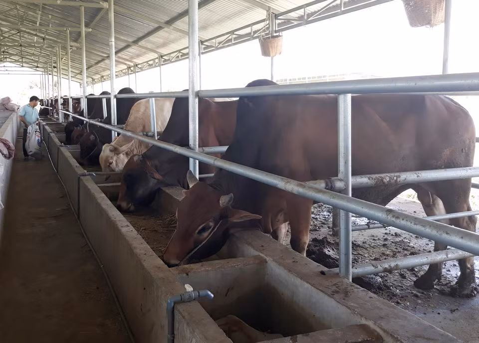 Mô hình nuôi bò vỗ béo là một trong hướng phát triển kinh tế mới đang được nhiều hộ chăn nuôi ở huyện miền núi Ninh Sơn, tỉnh Ninh Thuận áp dụng. (Ảnh: Nguyễn Thành/TTXVN)