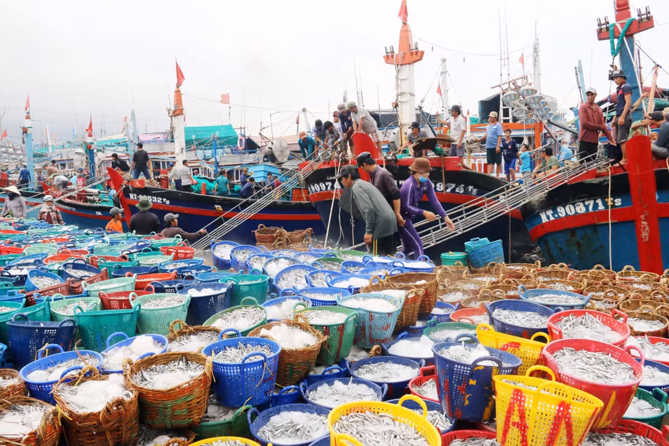 Tàu thuyền cập cảng Cà Ná, huyện Thuận Nam (Ninh Thuận) để chuyển cá lên bờ. (Ảnh: Công Thử/TTXVN)
