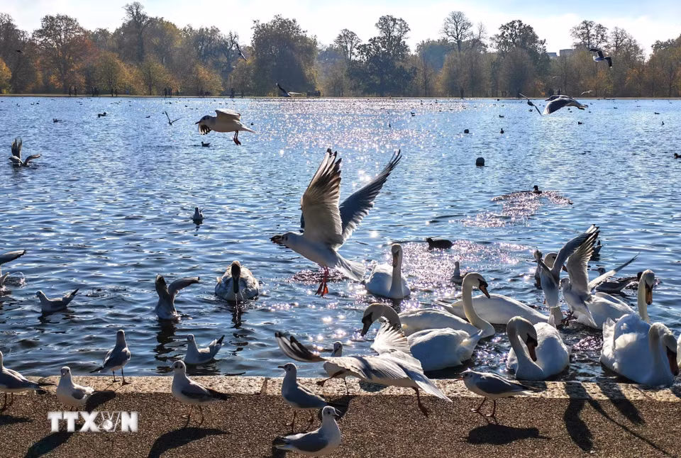 Đàn thiên nga và mòng biển quây quần bên bờ Round Pond mỗi khi du khách ghé thăm. (Ảnh: Đức Việt/TTXVN)