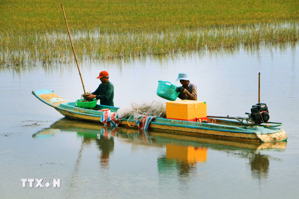 Lũ có thể gây ra những thách thức lớn, nhưng nếu được nhìn nhận đúng, mùa nước nổi cũng có thể trở thành một phần lời giải bài toán sinh kế và phát triển bền vững cho Cần Thơ. (Ảnh: Duy Khương/TTXVN)