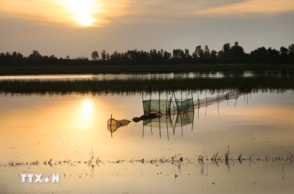 Khi nước tràn vào đồng ruộng, các loài cá theo dòng nước di chuyển và sinh trưởng, là thời điểm người dân khai thác thủy sản bằng nhiều phương thức truyền thống như giăng lưới, đặt lờ, đặt lọp hoặc dùng các dụng cụ đánh bắt phù hợp. (Ảnh: Duy Khương/TTXVN)