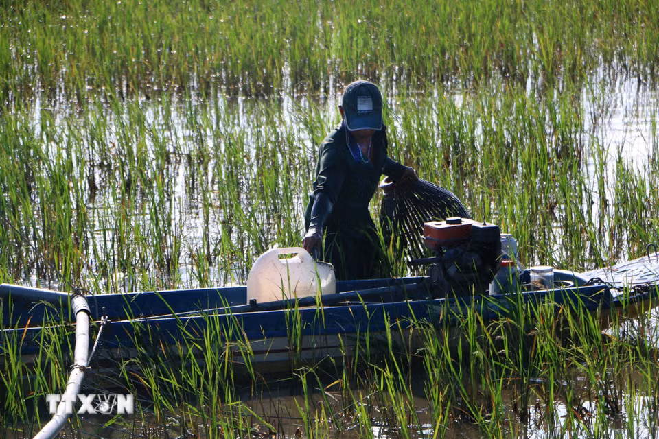Với người dân Cần Thơ, mùa nước nổi không chỉ mang theo những con nước lên xuống theo mùa mà còn mở ra một mùa sinh kế đặc biệt. (Ảnh: Duy Khương/TTXVN)