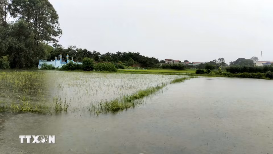 Nhiều diện tích lúa bị ngập trắng do ảnh hưởng của mưa lũ. (Ảnh: Đồng Thúy/TTXVN)