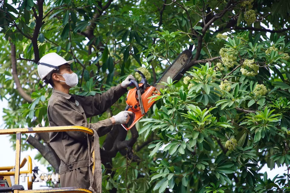Công nhân dùng xe nâng chuyên dụng cắt tỉa hoa sữa trên đường Lê Thanh Nghị. (Ảnh: Nguyễn Thắng/TTXVN)