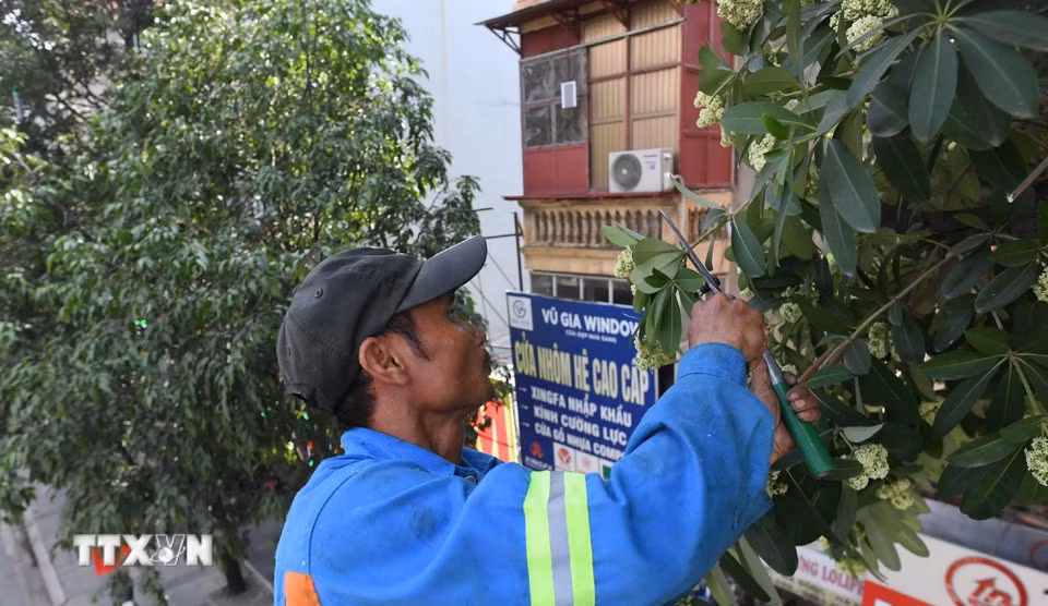 Công nhân dùng kéo tỉ mỉ cắt từng chùm hoa, giảm bớt lượng hoa trên tán cây. (Ảnh: Nguyễn Thắng/TTXVN)