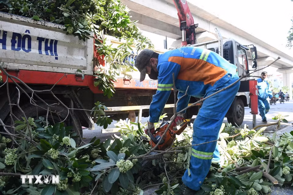 Công nhân thu dọn cành hoa sữa sau khi cắt tỉa trên đường Quang Trung. (Ảnh: Nguyễn Thắng/TTXVN)