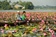 Người dân thu hoạch hoa súng tại Barishal, miền Nam Bangladesh, ngày 21/9/2026. (Ảnh: THX/TTXVN phát)