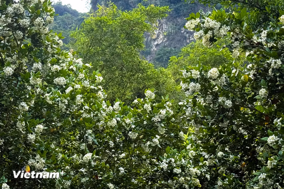 Trong đó 3 loại cây nguyệt quế phổ biến nhất hiện nay là: Cây nguyệt quế lá lớn; Cây nguyệt quế lá nhỏ; Cây nguyệt quế lá nhỏ thân xoăn. (Ảnh: Trần Hương Sơn/Vietnam+)