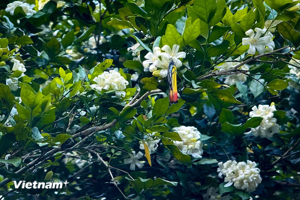 Cây được biết là có nguồn gốc từ vùng Địa Trung Hải, thuộc họ Lauraceae. (Ảnh: Trần Hương Sơn/Vietnam+)