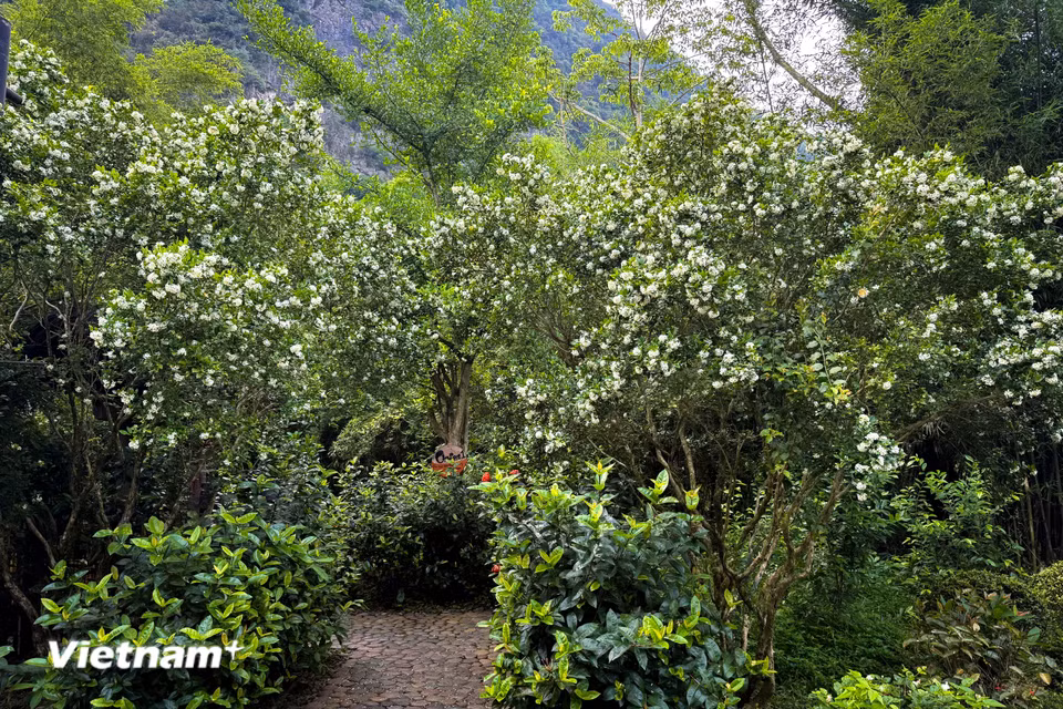 Cây nguyệt quế là loại cây thuộc họ Long não (Lauraceae), có tên khoa học là Laurus nobilis L. (Ảnh: Trần Hương Sơn/Vietnam+)