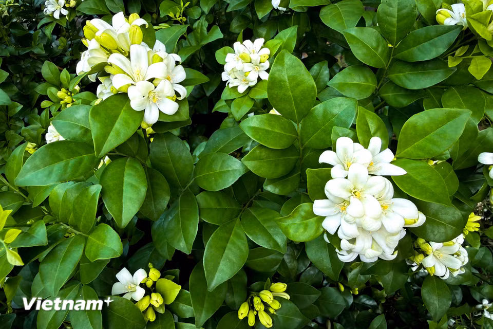 Điểm đặc biệt nhất nằm ở những chùm hoa trắng nhỏ li ti tỏa ra mùi hương ngọt ngào, tinh khiết, nồng nàn, nhất là về đêm và sáng sớm. (Ảnh: Trần Hương Sơn/Vietnam+)