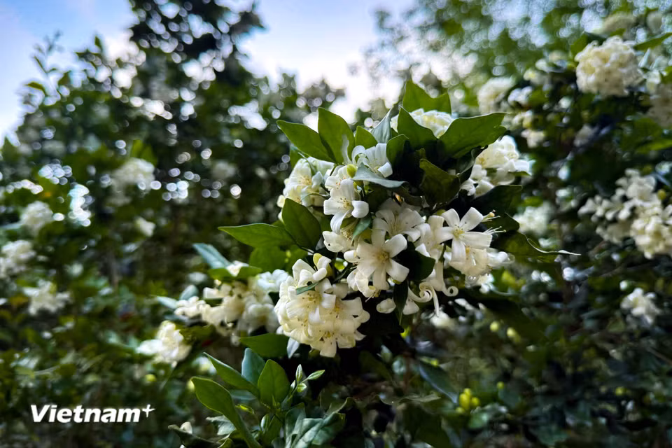 Khoảng 8 bông mọc trong một cụm và được mọc ra từ nách lá. (Ảnh: Trần Hương Sơn/Vietnam+)