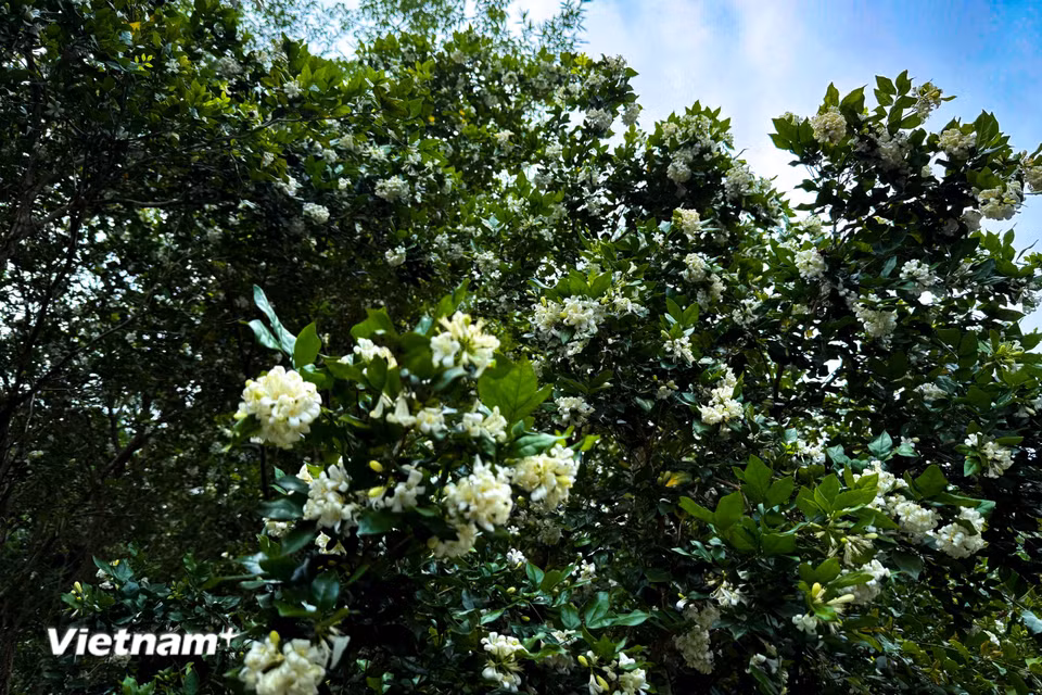 Hoặc làm cây bonsai trang trí bàn làm việc, bàn học. (Ảnh: Trần Hương Sơn/Vietnam+)