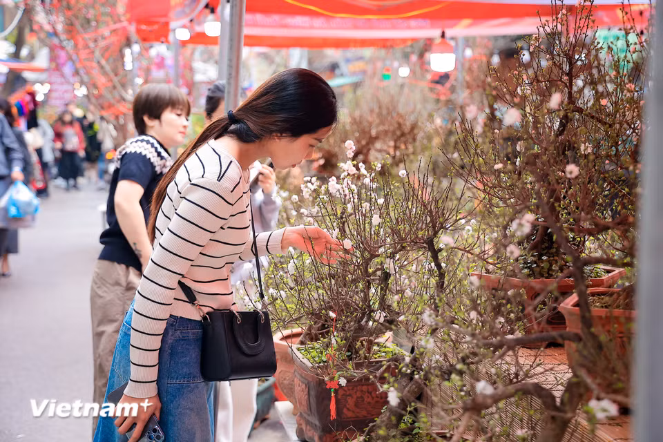Các loài hoa quý như Nhất chi mai được nhiều người 'ngắm nghía' và lựa chọn về trưng Tết. (Ảnh: Hoài Nam/Vietnam+)