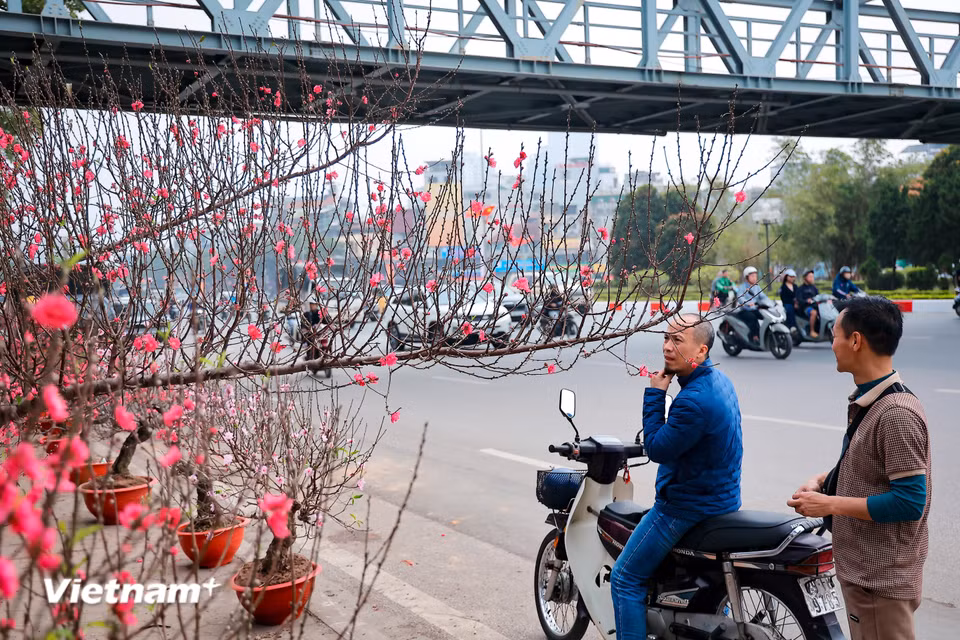 Theo chia sẻ của một số tiểu thương, đào huyền năm nay được nhiều người lựa chọn vì hoa nở to đẹp, tuy nhiên rất 'kén' khách bởi cành đào huyền chiếm không gian trưng bày lớn. (Ảnh: Hoài Nam/Vietnam+)