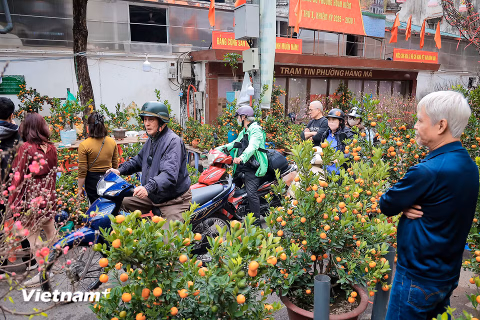 Điểm nhấn lớn nhất của không gian Tết Hà Thành vẫn là chợ hoa Hàng Lược – phiên chợ hoa cổ nhất Thủ đô, nơi lưu giữ hồn cốt Tết xưa giữa lòng đô thị hiện đại. (Ảnh: Hoài Nam/Vietnam+)