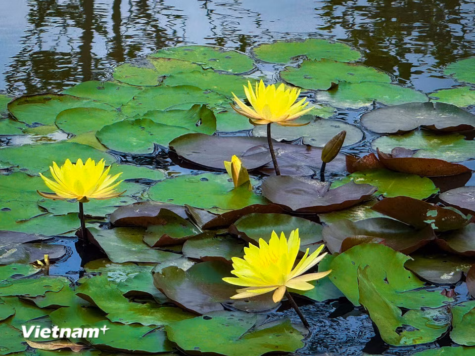 Hoa súng với ánh vàng nổi bật, được quý như biểu tượng của sự giàu sang, thịnh vượng và may mắn. (Ảnh: Trần Hương Sơn/Vietnam+)