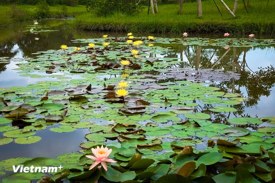 Hoa súng (tên tiếng Anh: Water Lily) là một loài cây thủy sinh cổ xưa nhất Trái Đất. (Ảnh: Trần Hương Sơn/Vietnam+)