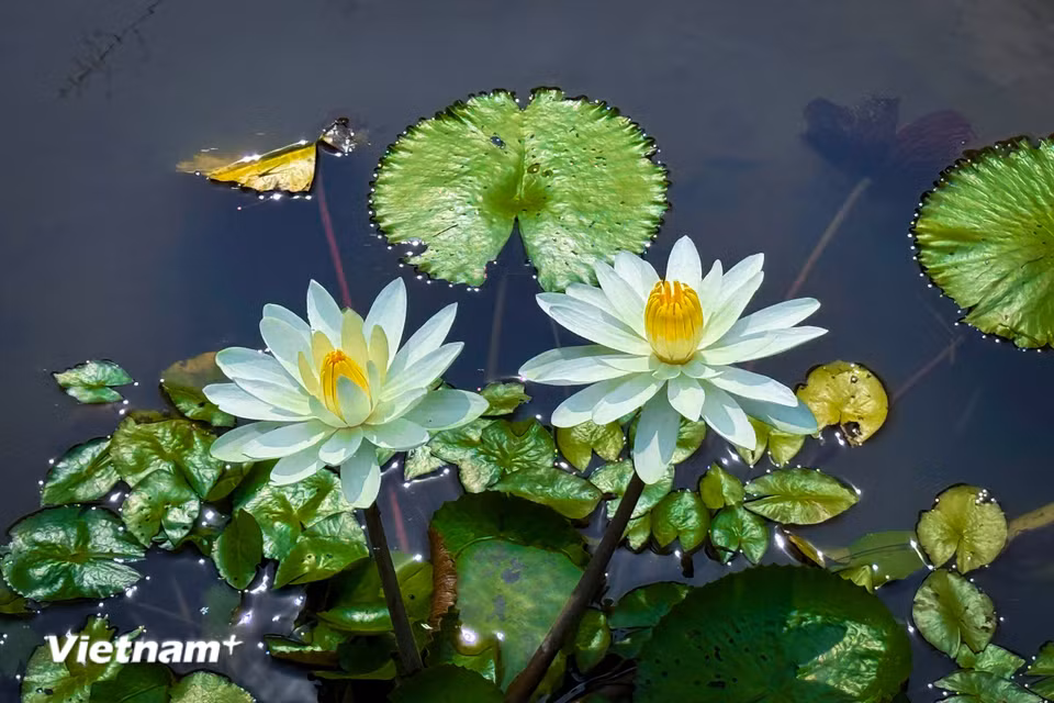 Hoa súng là một loài hoa lưỡng tính cùng cánh hoa hình trụ, xếp thành vòng tròn với đường kính 5 - 10cm. (Ảnh: Trần Hương Sơn/Vietnam+)