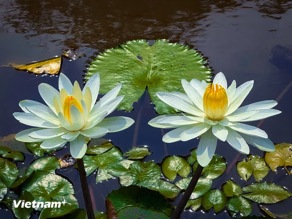 Với mỗi màu hoa sẽ có một ý nghĩa khác nhau. (Ảnh: Trần Hương Sơn/Vietnam+)