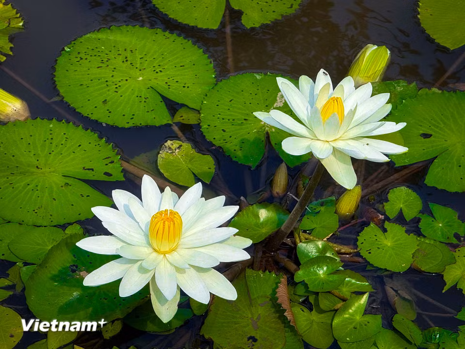Theo quan niệm phương Đông, hoa súng trắng biểu tượng cho sự trong sáng và thuần khiết. Hoa súng trắng lại nhẹ nhàng tượng trưng cho nét đẹp của hai chữ “nghĩa tình”. (Ảnh: Trần Hương Sơn/Vietnam+)