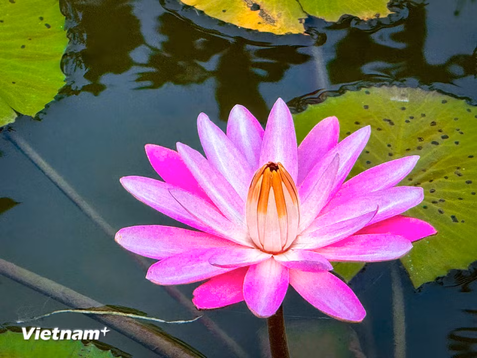 Ánh tím huyền ảo của hoa súng tượng trưng cho sức mạnh bên trong, hay giác quan thứ sáu để kết nối với một thế giới khác. (Ảnh: Trần Hương Sơn/Vietnam+)