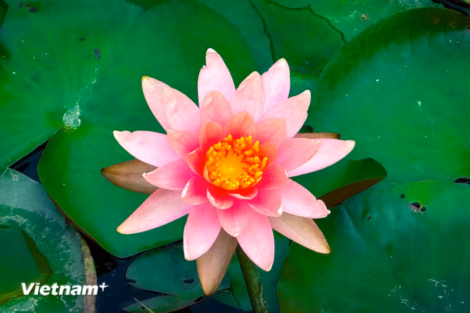 Hoa súng màu hồng mang trong mình một vẻ đẹp dịu dàng, lãng mạn. (Ảnh: Trần Hương Sơn/Vietnam+)
