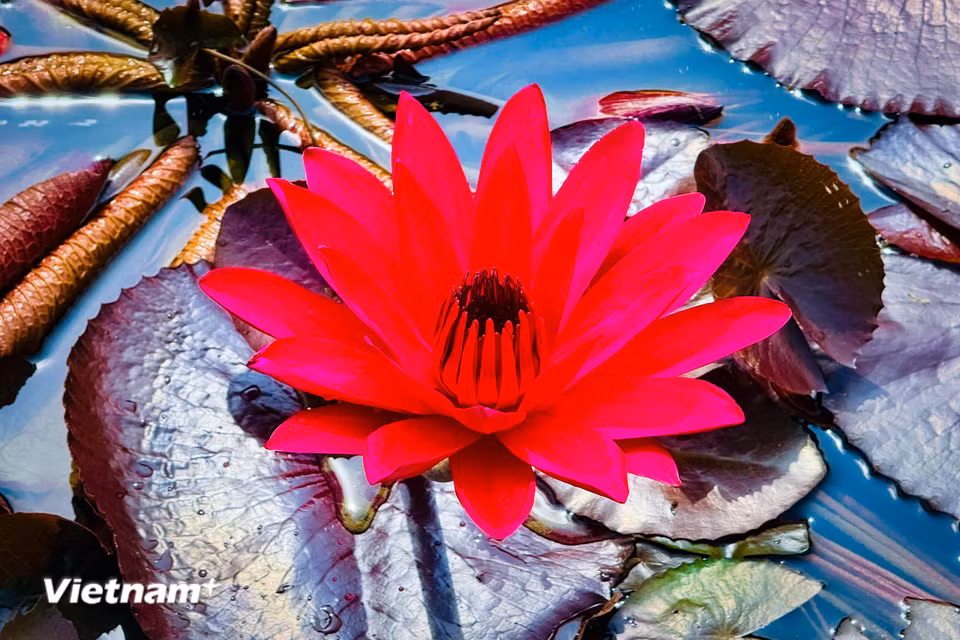 Sắc đỏ từ lâu đã được xem là gam màu đại diện cho ngọn lửa đam mê, khát vọng cháy bỏng của tuổi trẻ. (Ảnh: Trần Hương Sơn/Vietnam+)