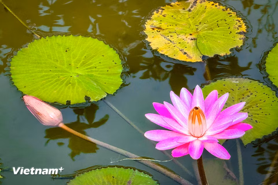 Màu hồng của hoa súng cũng là lời chúc mừng ai đó vì đã có một quá trình học tập không ngừng nghỉ, luôn tìm tòi và khám phá những điều mới. (Ảnh: Trần Hương Sơn/Vietnam+)