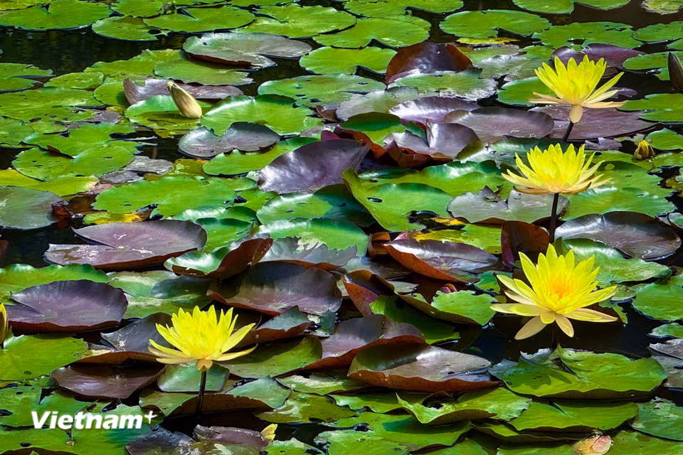 Mặt trên của lá có màu nâu đỏ, mặt dưới thì có màu xanh nhạt. (Ảnh: Trần Hương Sơn/Vietnam+)