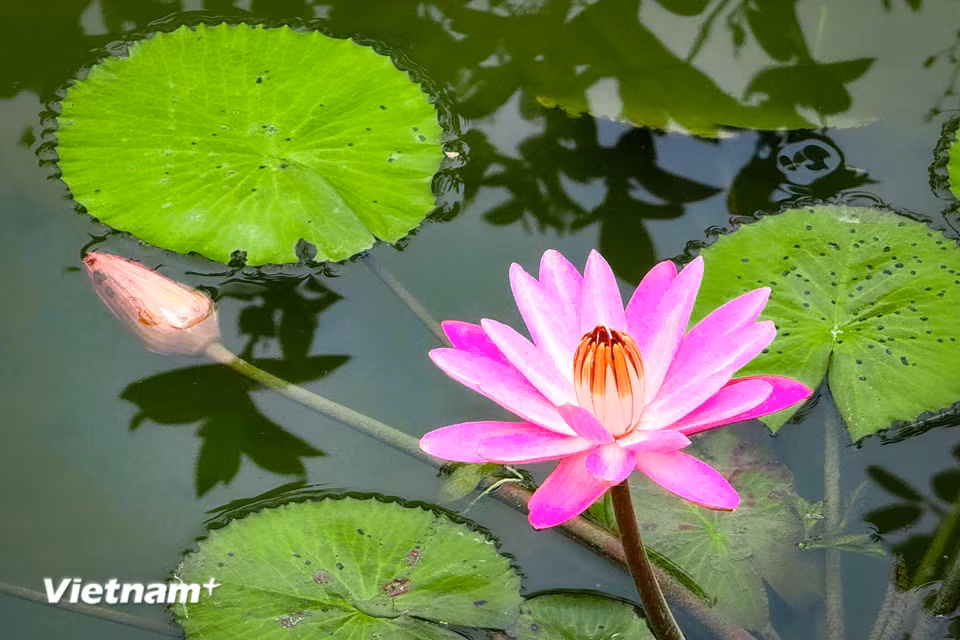 Hoa súng có đặc tính dễ thích nghi và thường phát triển ở các khu vực ôn đới và nhiệt đới trên thế giới. (Ảnh: Trần Hương Sơn/Vietnam+)