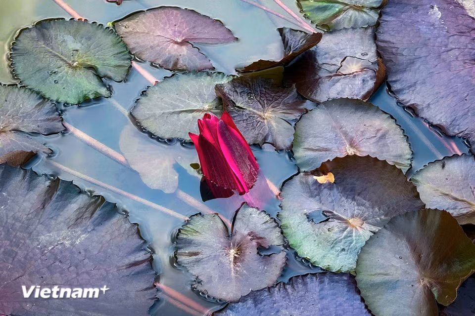 Với vẻ đẹp quyến rũ và huyền bí của mình, hoa súng tím luôn được gắn liền với những ý nghĩa tâm linh trong nhiều thần thoại trên thế giới. (Ảnh: Trần Hương Sơn/Vietnam+)