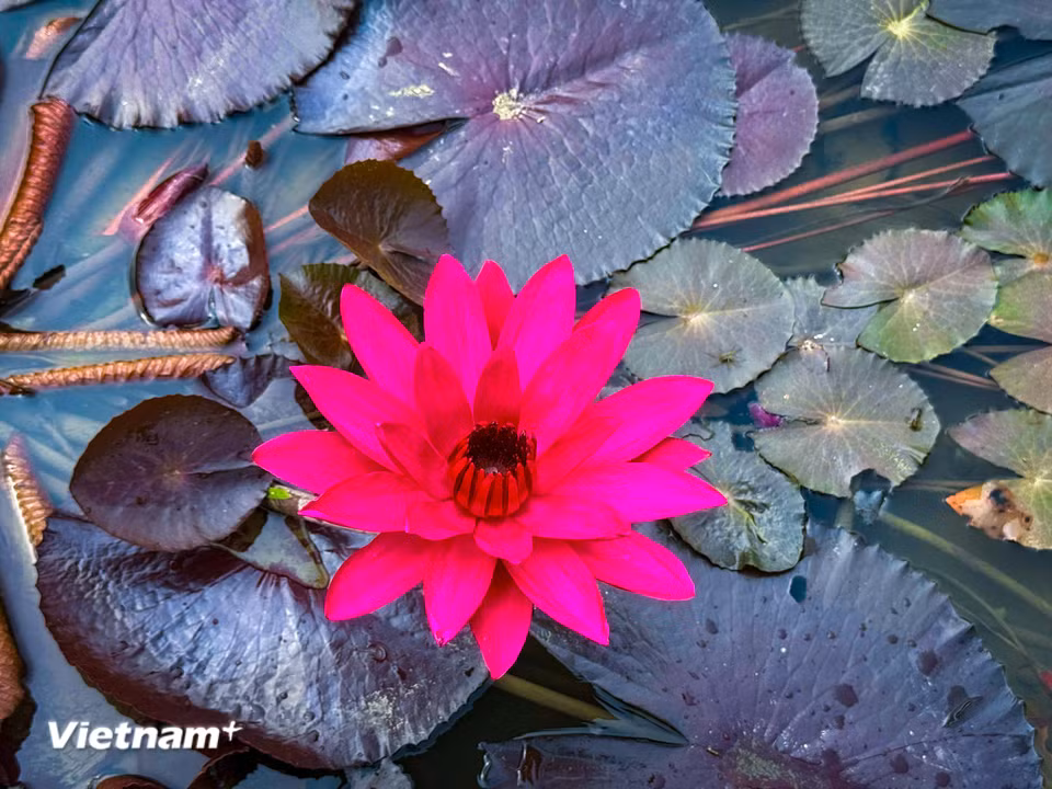 Hoa súng màu đỏ là một món quà hoàn hảo dành tặng người thân, bạn bè. (Ảnh: Trần Hương Sơn/Vietnam+)