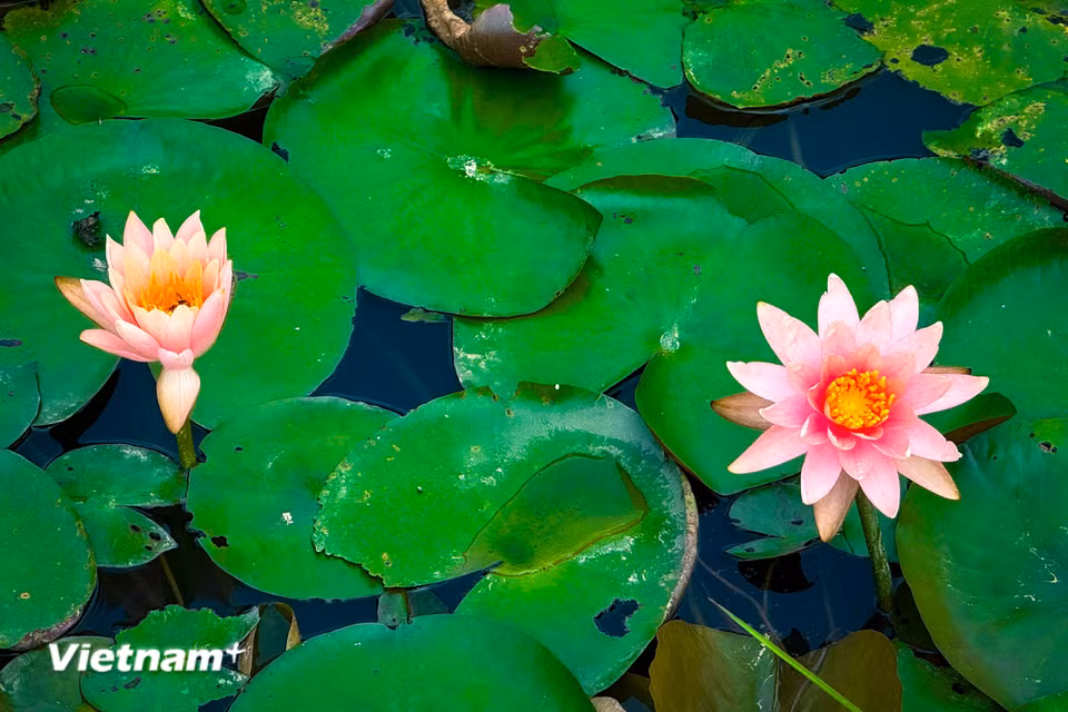Hoa là biểu tượng cho sự mộng mơ, hay những rung động đầu đời của một nàng thiếu nữ về tình yêu đẹp. (Ảnh: Trần Hương Sơn/Vietnam+)