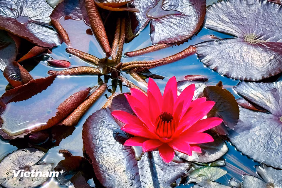 Loài hoa này toát lên sự nhẹ nhàng, không phô trương nhưng để lại ấn tượng sâu đậm và khó quên. (Ảnh: Trần Hương Sơn/Vietnam+)