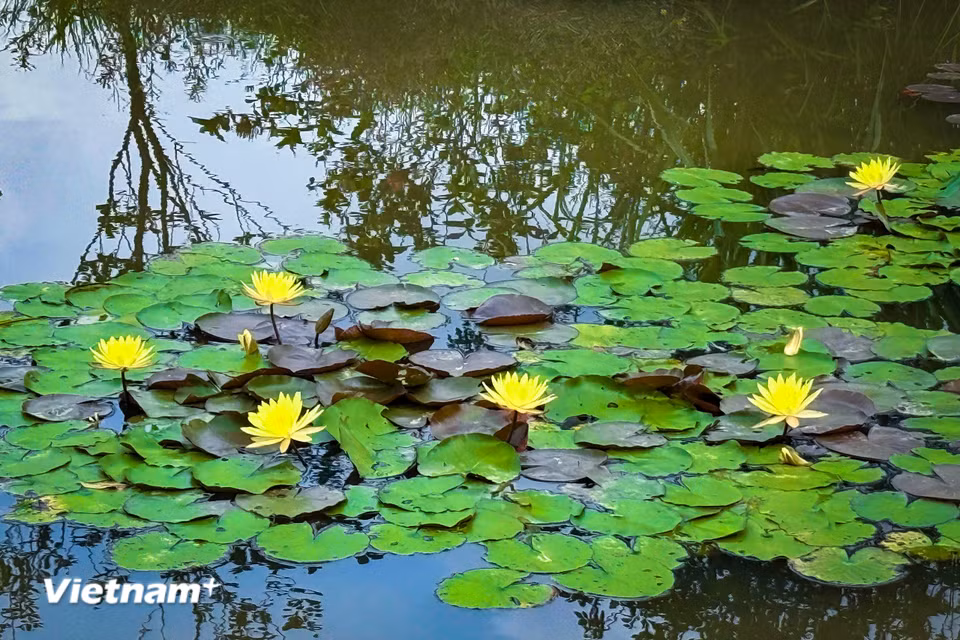 Chính vì thế, loài hoa này luôn được nhiều người chọn để dành tặng bạn bè ở những dịp như tốt nghiệp… (Ảnh: Trần Hương Sơn/Vietnam+)