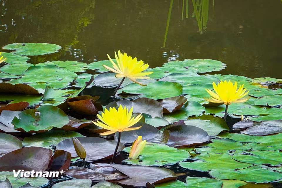 (Ảnh: Trần Hương Sơn/Vietnam+)
