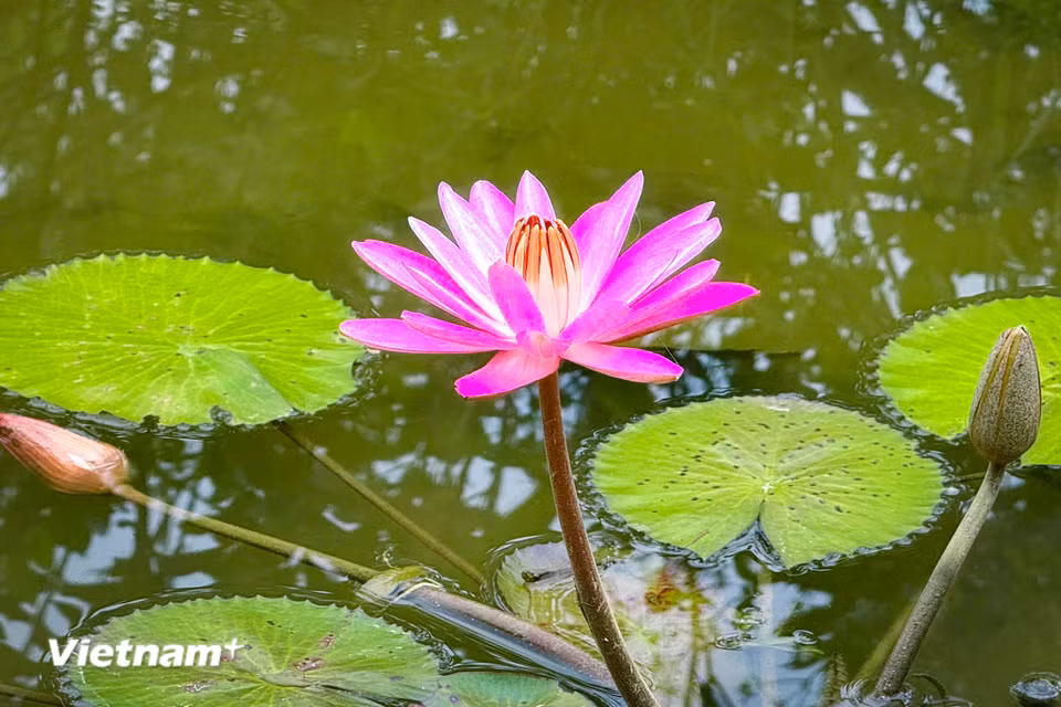 Sau này, hoa được trồng phổ biến ở các khu vườn công cộng, trong ao, đầm. (Ảnh: Trần Hương Sơn/Vietnam+)