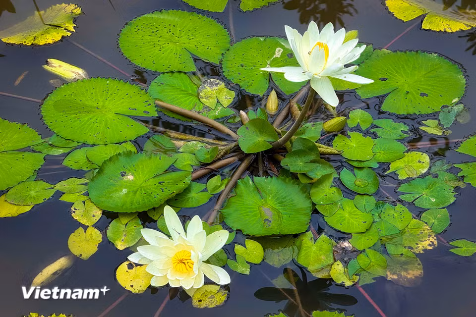 Thời xưa, hoa súng đã được trồng trong các hồ nước của những cung điện lớn. (Ảnh: Trần Hương Sơn/Vietnam+)