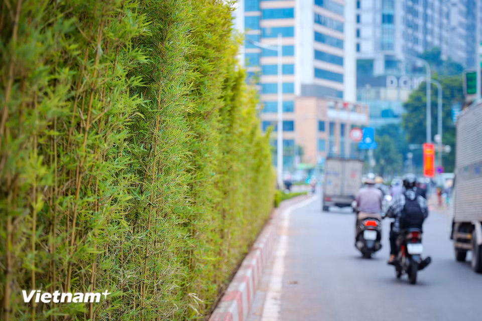 Đây được xem là giải pháp đô thị thông minh, giúp tối ưu hóa không gian trống và cải thiện môi trường sống. (Ảnh: Như Lan/Vietnam+)