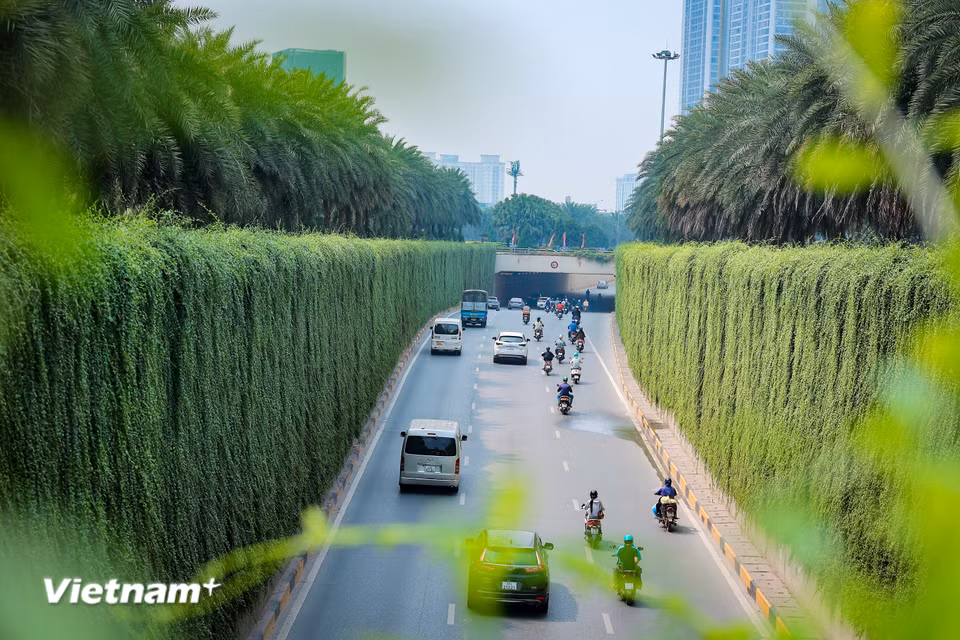 Nhằm giảm thiểu bụi bẩn, điều hòa không khí và nâng cao thẩm mỹ đô thị, Hà Nội đang tích cực triển khai thí điểm mô hình phủ xanh tại các hệ thống trụ cầu vượt, dải phân cách và hầm chui trên các tuyến giao thông. (Ảnh: Như Lan/Vietnam+)