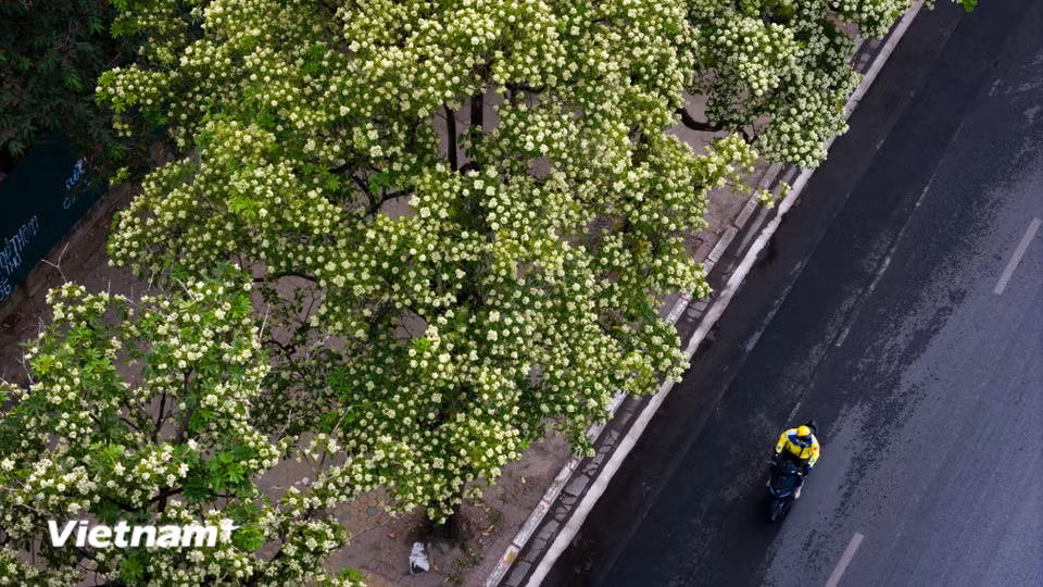 Hương hoa sữa có thể khiến người ta ngột ngạt, nhưng khi xa lại thấy nhớ. Nó trở thành dấu hiệu báo Thu về, gợi lên bao cảm xúc khó tả. (Ảnh: Hoài Nam/Vietnam+)
