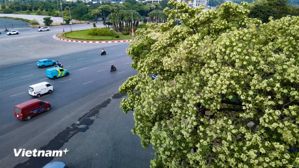 Mùi hương quá đậm đặc lan tỏa trong không gian kín dễ gây cảm giác oi nồng, khó thở, ảnh hưởng trực tiếp đến giấc ngủ và sinh hoạt của nhiều hộ dân. (Ảnh: Hoài Nam/Vietnam+)