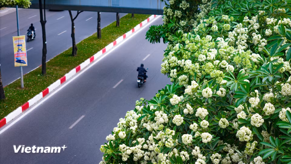 Mùa hoa sữa Hà Nội thường bắt đầu từ giữa tháng 9 đến đầu tháng 10, khi gió heo may mang hơi se lạnh về phố. Hoa kết thành từng chùm nhỏ, trắng ngà hoặc vàng nhạt, đón nắng thu rồi khẽ rơi theo từng cơn gió. (Ảnh: Hoài Nam/Vietnam+)
