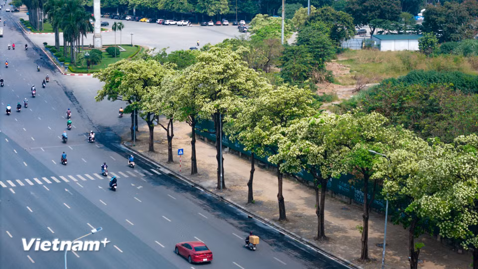 Thế nhưng, tình yêu nào đôi khi cũng có những nỗi niềm khó xử. Khi được trồng với mật độ quá dày đặc ở các tuyến phố hẹp, thứ hương thơm nồng nàn ấy với một số người lại trở thành nỗi phiền toái. (Ảnh: Hoài Nam/Vietnam+)