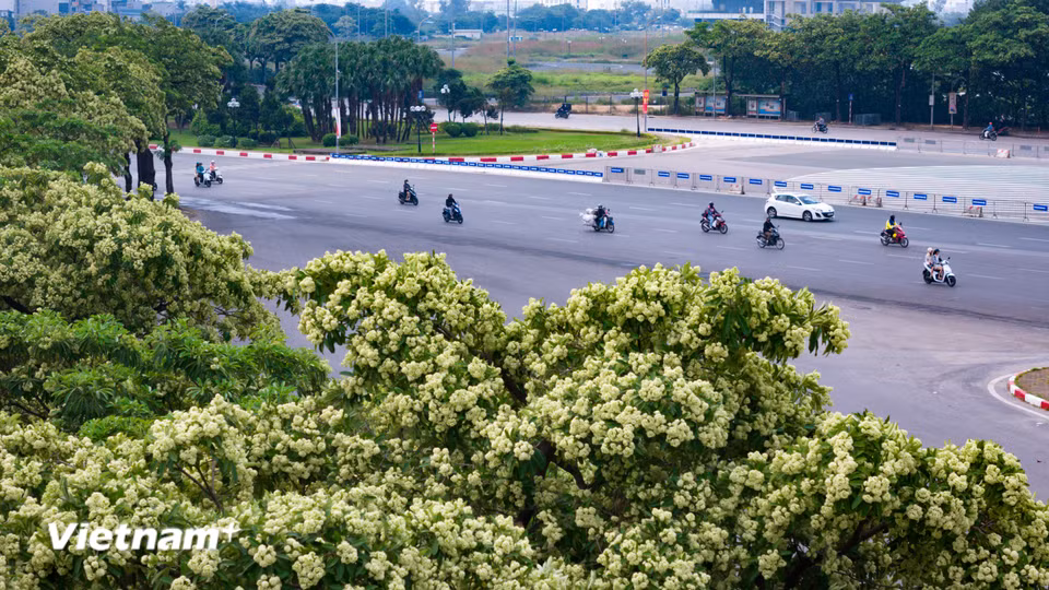 Không rực rỡ sắc màu, loài cây ấy chọn cách khiêm nhường đứng bên những vỉa hè, từng chùm hoa trắng ngà nhỏ xíu lại bung nở, chiếm trọn không gian bằng một thứ "quyền lực" dịu dàng. (Ảnh: Hoài Nam/Vietnam+)
