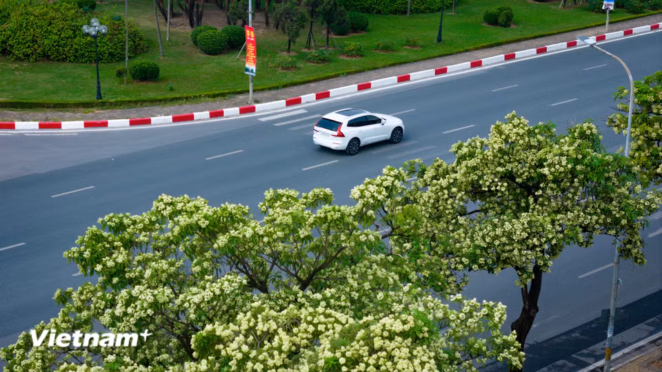 Trước thực trạng đó, chính quyền Hà Nội đã xem xét để di dời và quy hoạch lại những hàng cây quá dày về các khu vực công cộng ngoại thành hoặc các công viên sinh thái lớn. Hoa sữa vẫn sẽ tỏa hương, nhưng ở một khoảng cách vừa đủ để người ta thương nhớ, thay vì những cái cau mày giữa những ngột ngạt của phố thị đông đúc. (Ảnh: Hoài Nam/Vietnam+)
